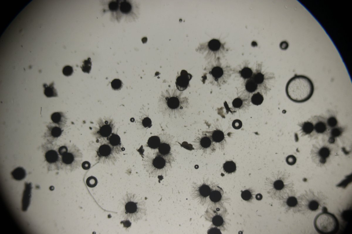 Botanischer Garten Düsseldorf-0084.jpg