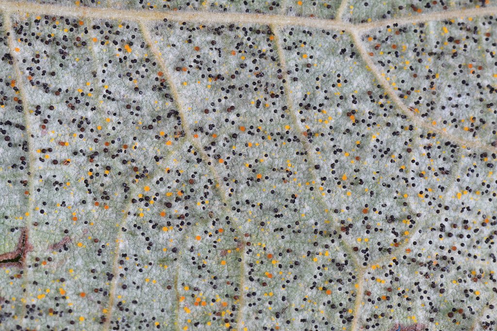 Phyllactinia guttata001.jpg