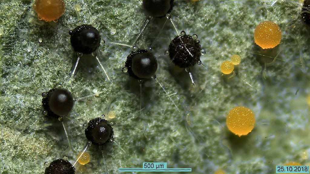 Phyllactinia guttata003.jpg