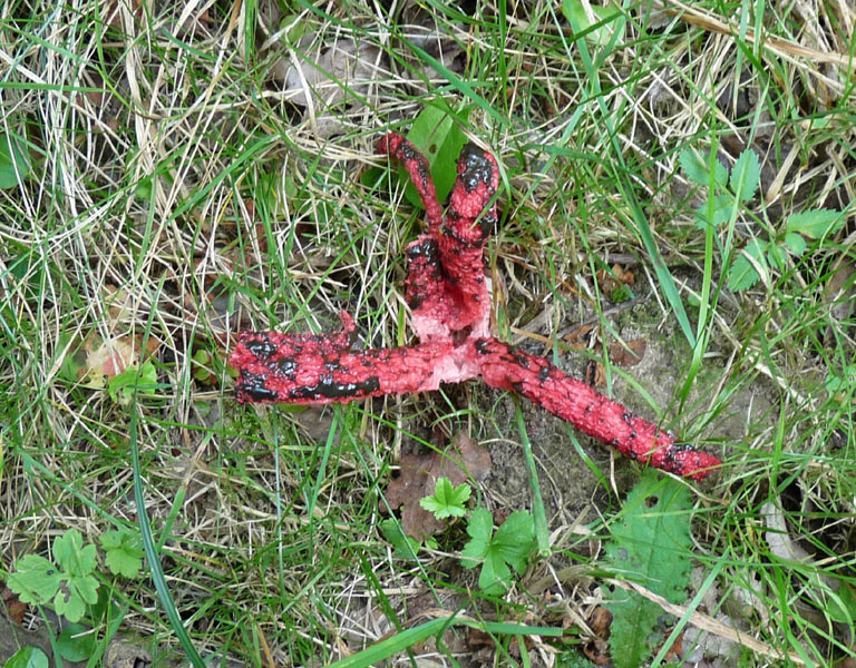 P1000602scal800.jpg