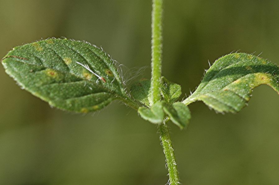 DSC_3988 Wasserminze, Mentha aquatica mit Rost, Ausschnitt, Schärfe 40 %.JPG