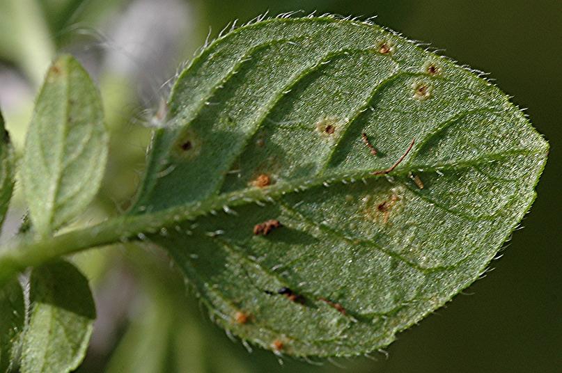 DSC_3989 Wasserminze, Mentha aquatica, Rost, Ausschnitt, Schärfe 40 %.JPG