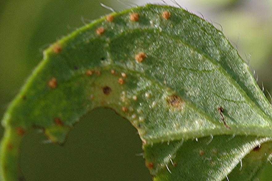 DSC_3990 Wasserminze, Mentha aquatica mit Rost, Ausschnitt, Schärfe 50 %.JPG