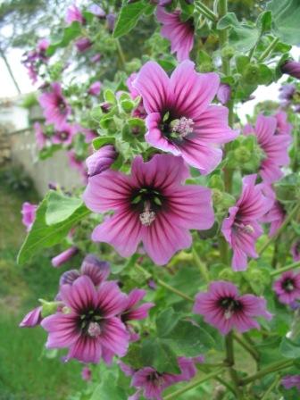 Die Baumförmige Strauchpappel blühte grade überall, vor allem auf ruderalen Standorten.