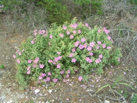 In den Dünen blühten verschiedene Cistrosenarten - ic habe auch den Zistrosenwürger gesucht, aber nicht gefunden.
