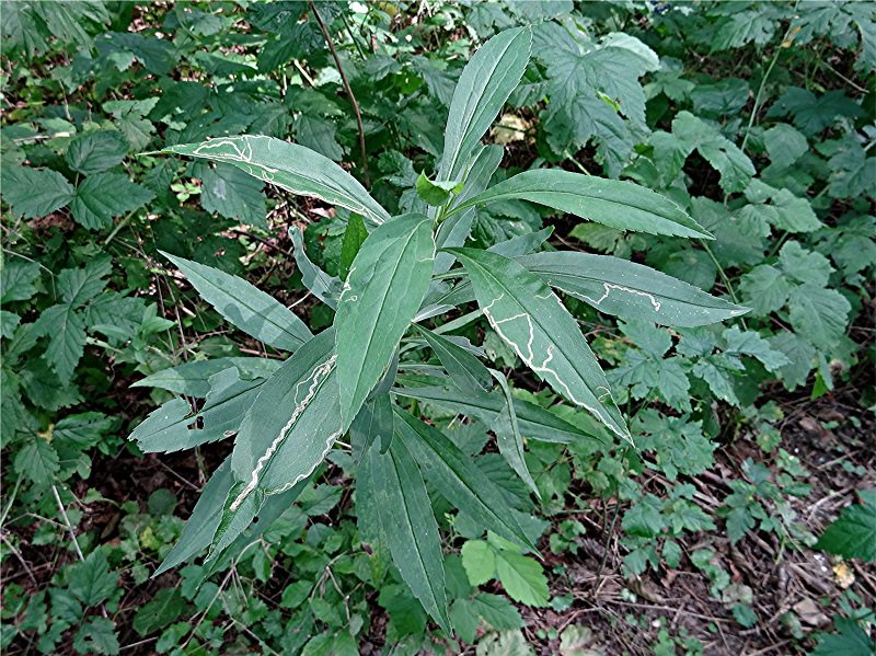 DSC09955 Ausschnitt, Helligkeit, Schärfe, klein.jpg