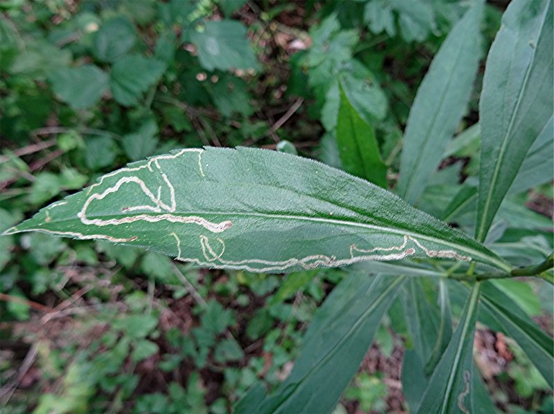 DSC09956 Ausschnitt, Helligkeit, Schärfe, klein.jpg