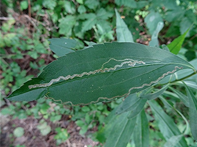 DSC09957 Ausschnitt, Helligkeit, Schärfe, klein.jpg