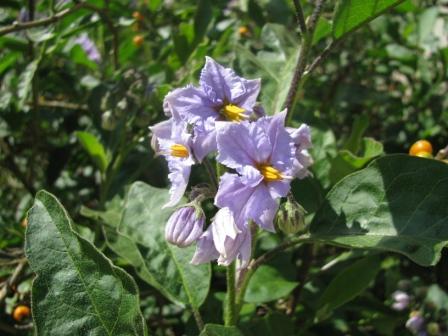 Wahrscheinlich der Buenes-Aires-Nachtschatten, auch auf einen unbebauten Grundstück in einer Stadt.