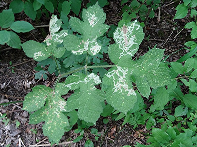 DSC09310 Ausschnitt, Schärfe, klein.jpg