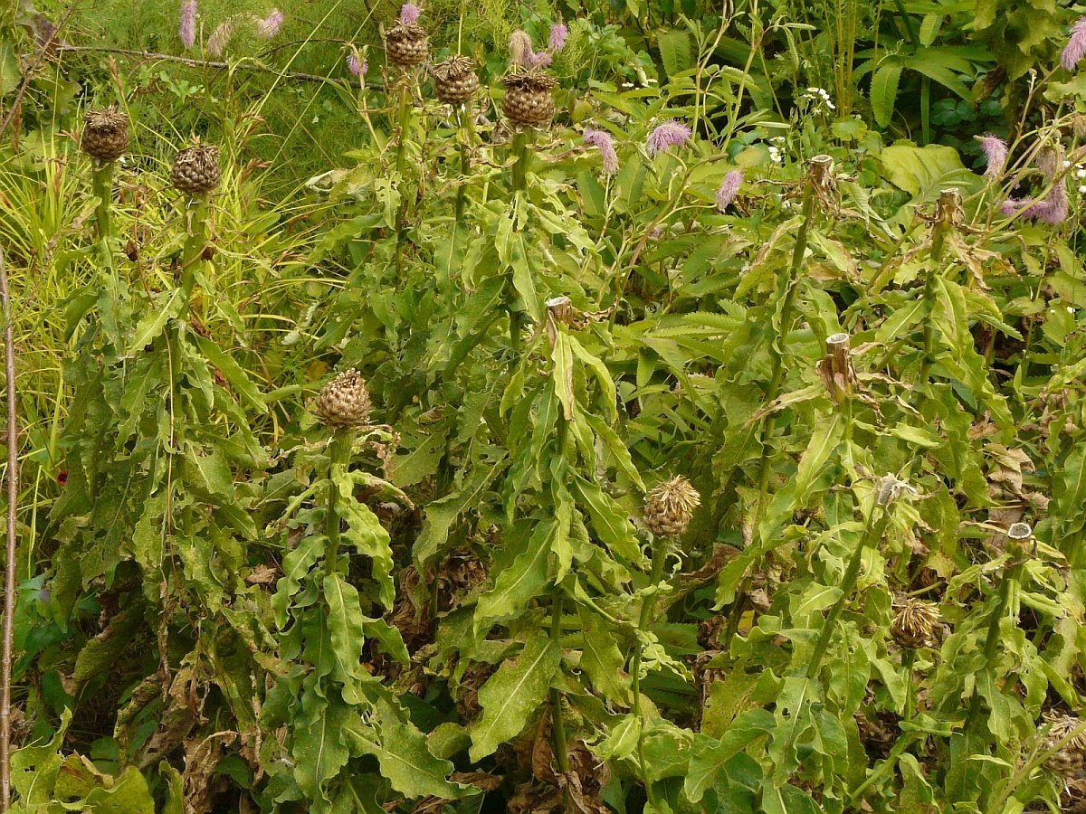 Centaurea macrocephala 1.jpg