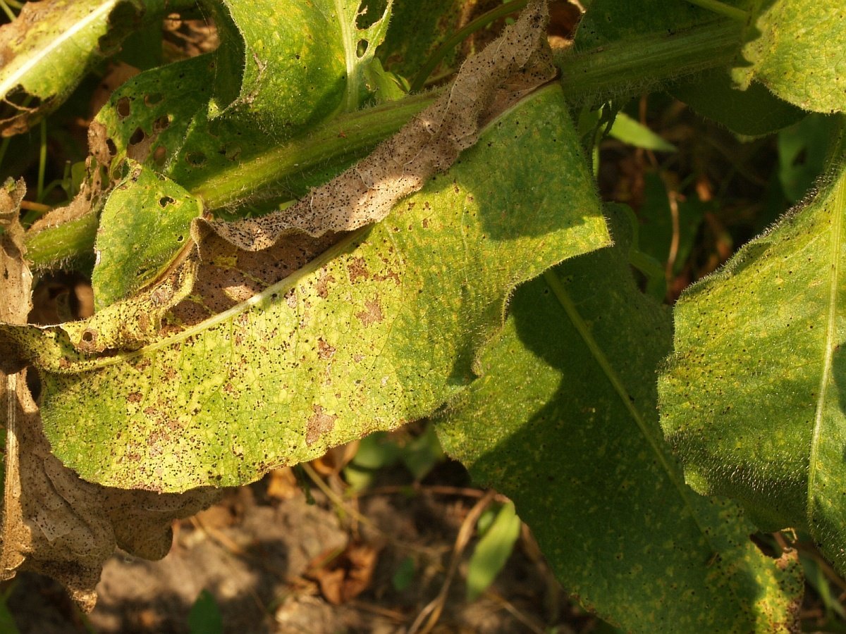 Centaurea macrocephala 2 P. jaceae.jpg