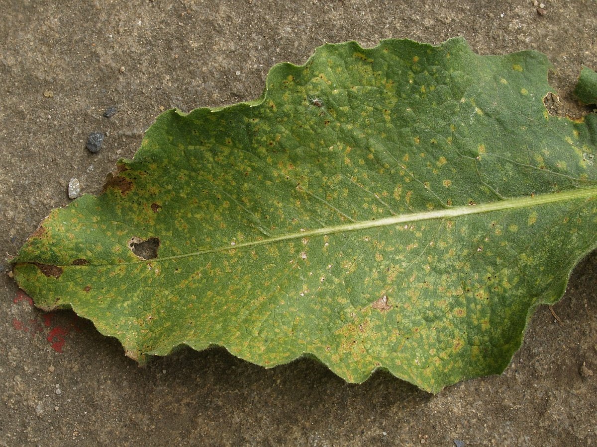 Centaurea macrocephala Blatt o. P.  jaceae k.jpg