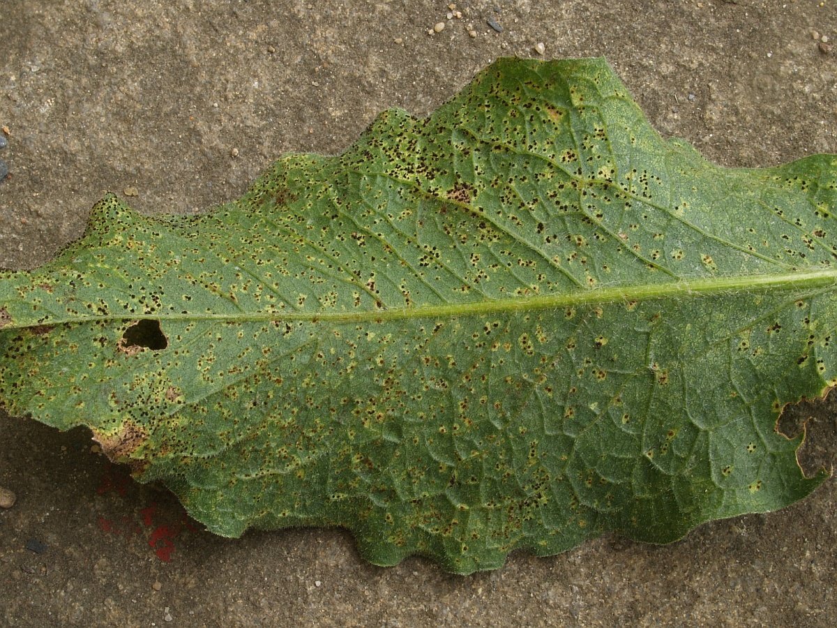 Centaurea macrocephala Blatt u. P.  jaceae k.jpg