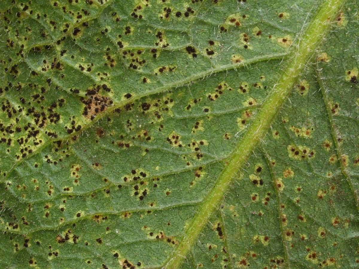 Centaurea macrocephala Blatt u. P.  jaceae n.jpg