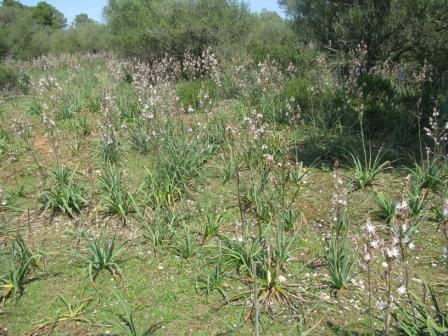 Der Affodil war überall, bildete teilweise große Bestände.
