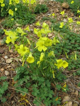Nickender Sauerklee blühte auchfast überall, in der Hotelanlage, an Straßenrändern, in den Obstgärten.