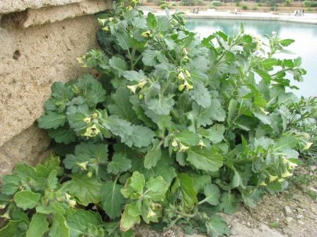 Ein Bilsenkraut, wahrscheinlich das Weiße, auf der Mauer zwischen Kathedrale und Hafen in Palma.