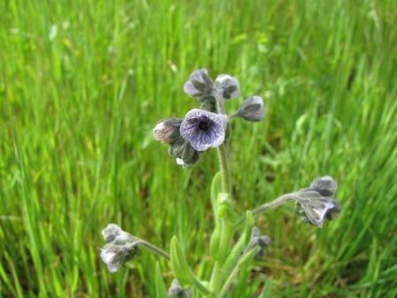 Kretische Hundszunge