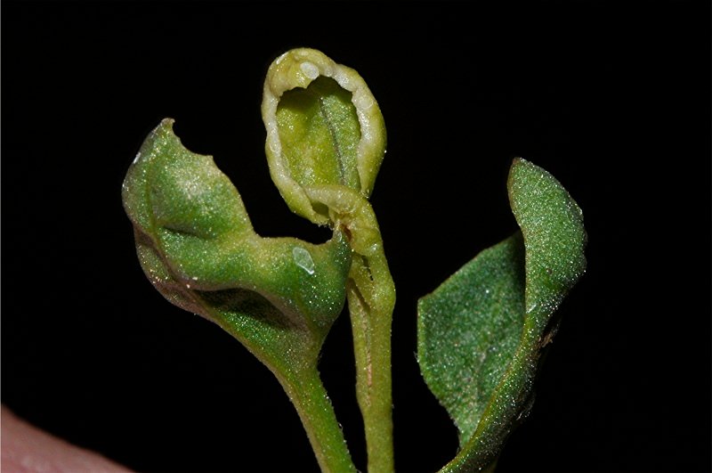 _DSC0266 Ausschnitt, Schärfe, klein.jpg