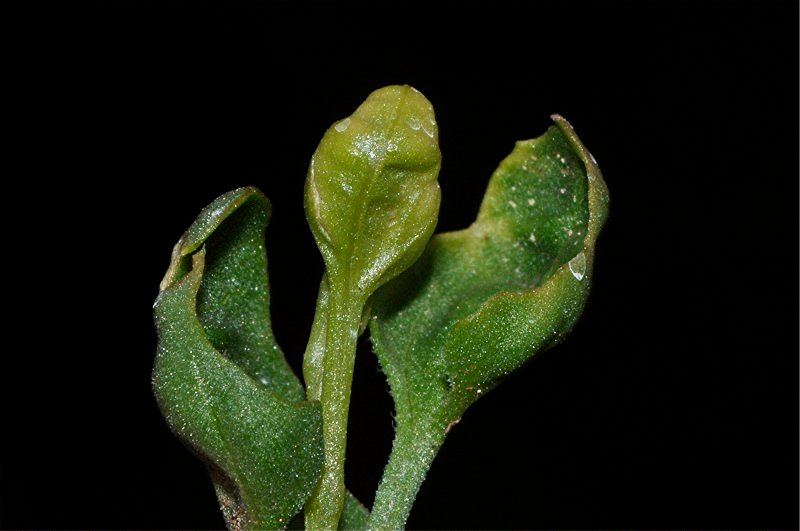 _DSC0267 Ausschnitt, Schärfe, klein.jpg