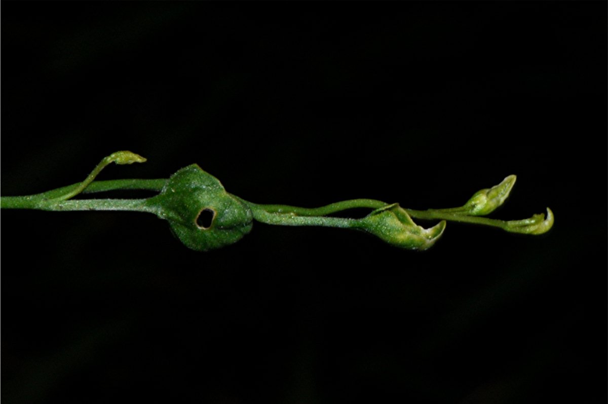 _DSC0268 Ausschnitt, Schärfe.JPG