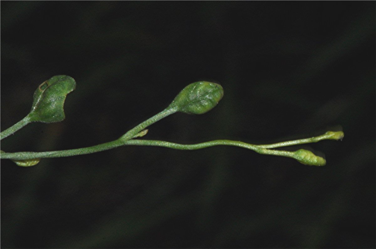 _DSC0269 Ausschnitt, Helligkeit, Schärfe.JPG