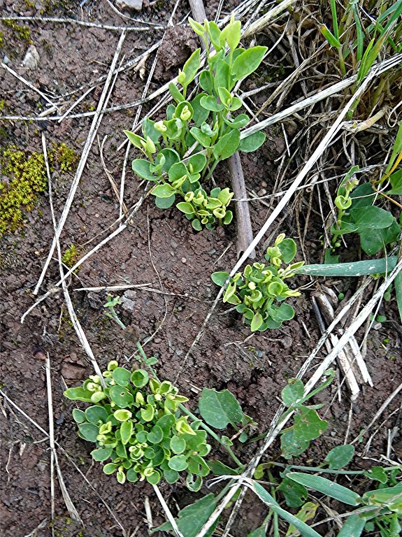 DSC08964 Ausschnitt, Schärfe, klein.jpg