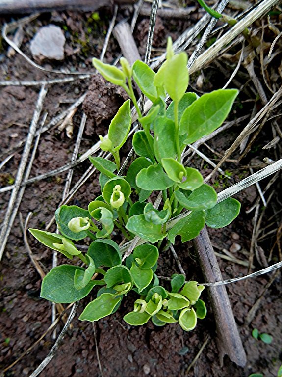 DSC08965 Ausschnitt, Helligkeit, Schärfe, klein.jpg