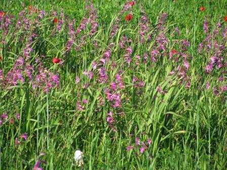 Die Saat-Siegwurz fing gerade an zu blühen, das Bild konnte ich an einem der letzten Tage aufnehmen.