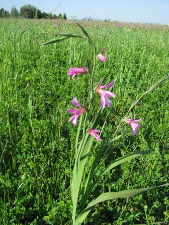 Saat-Siegwurz von nahem.