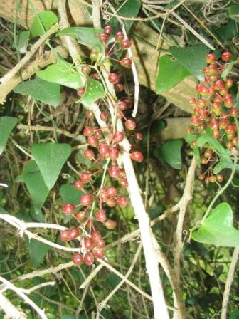 Stechwinde, wahrscheinlich die besonders stachelige Form der Balearen (balearica).