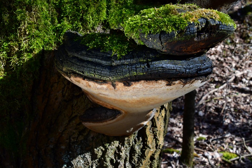 phellinus001.jpg