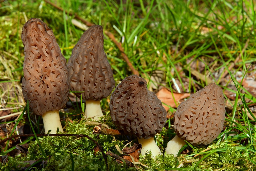 morchel007.jpg