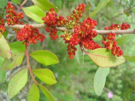 Mastixstrau - Männliche Blüten