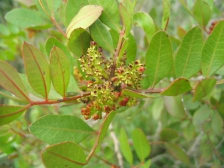 Mastixstrauch - Weibliche Blüten.