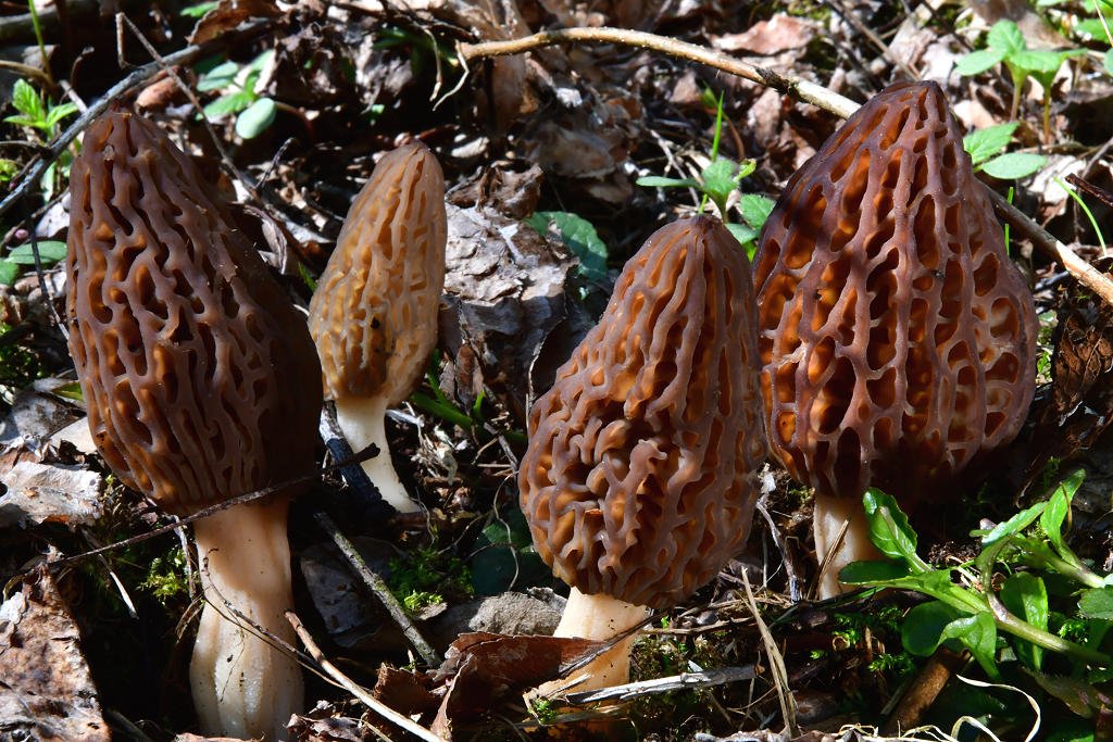 Morchella_conica002.jpg