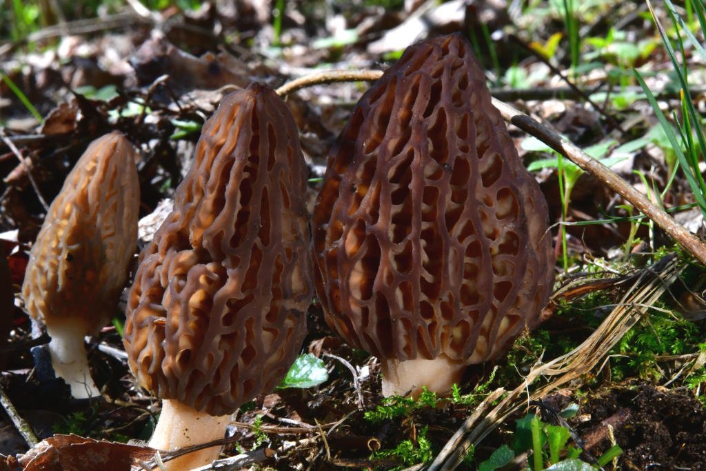 Morchella_conica003.jpg