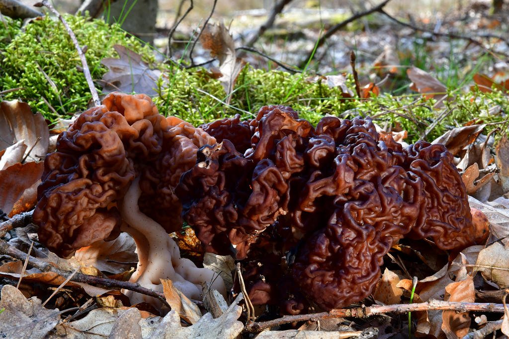 Gyromitra_esculenta001.jpg
