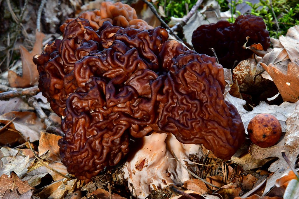 Gyromitra_esculenta002.jpg
