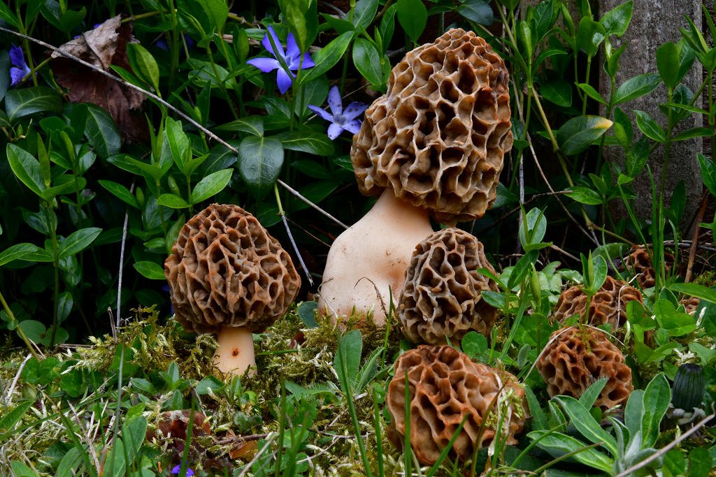 Morchella_esculenta_var._crassipes.jpg