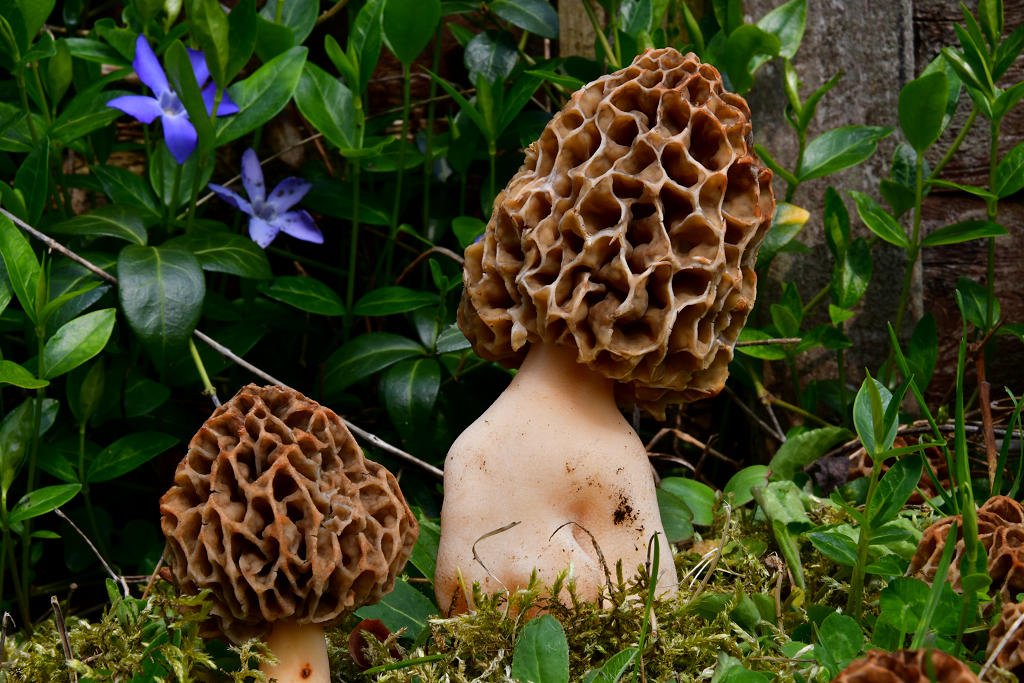 Morchella_esculenta_var._crassipes2.jpg