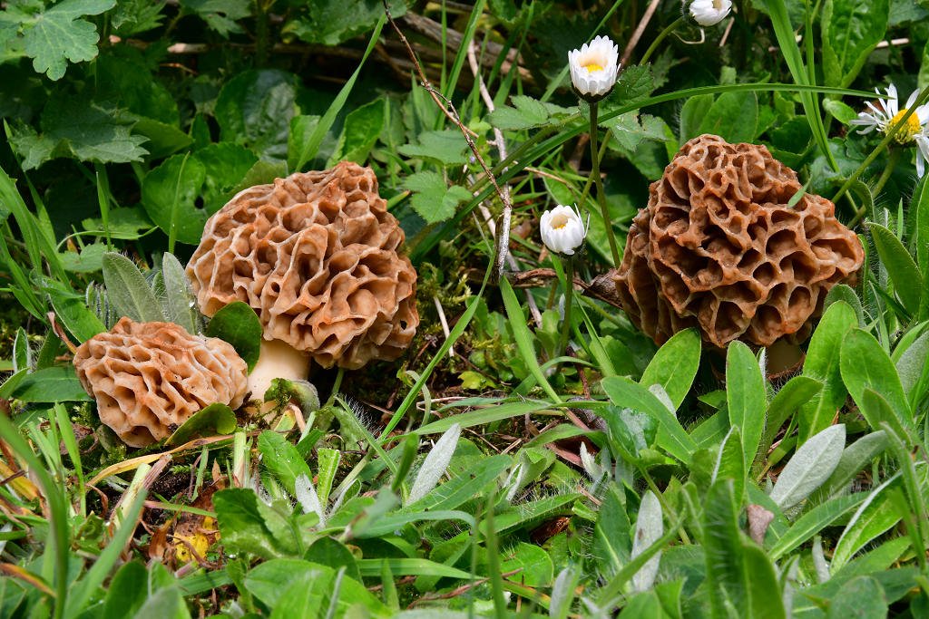 Morchella_esculenta_var._crassipes3.jpg