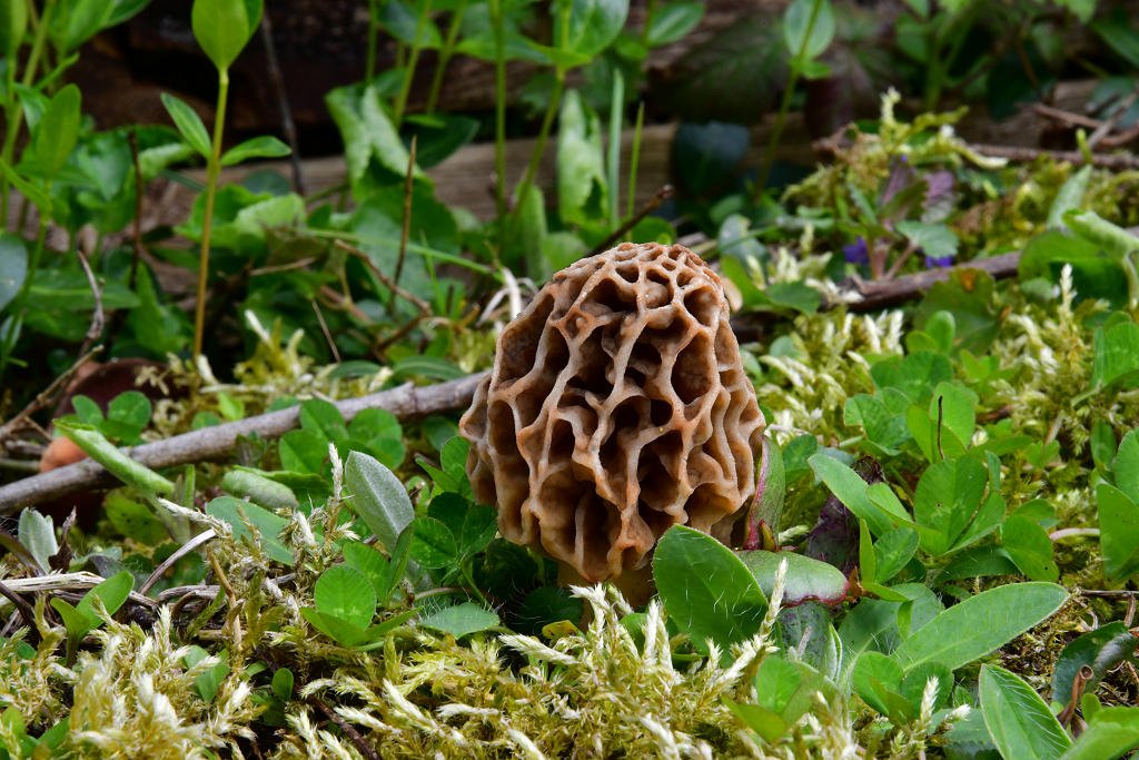 Morchella_esculenta_var._crassipes4.jpg
