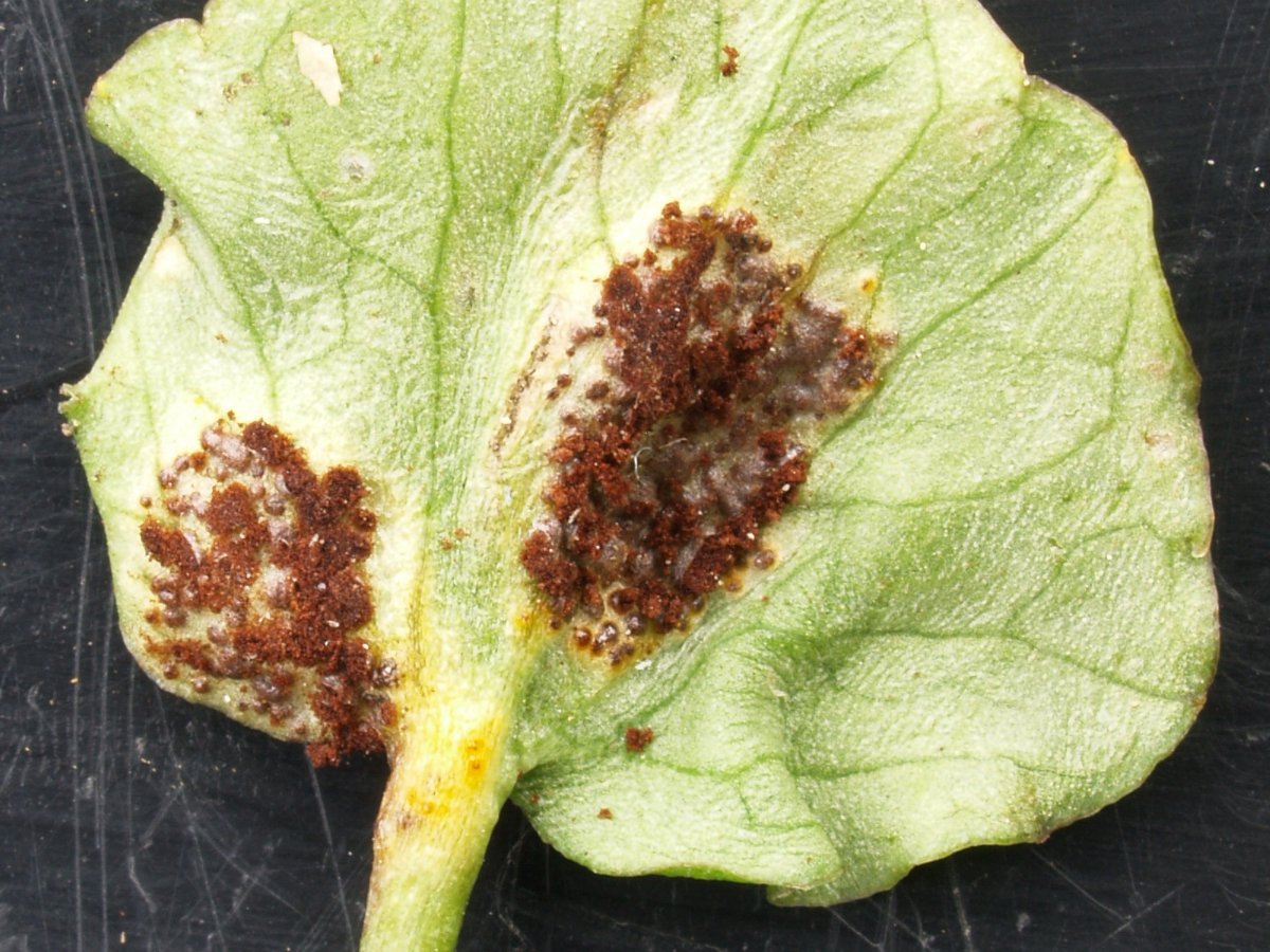 Uromyces ficariae an Ficaria verna 16.04.19 Krefeld.jpg