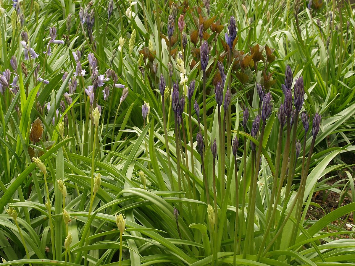 Hyacinthoides massartiana 17.04.19 Botanischer Garten Krefeld.jpg