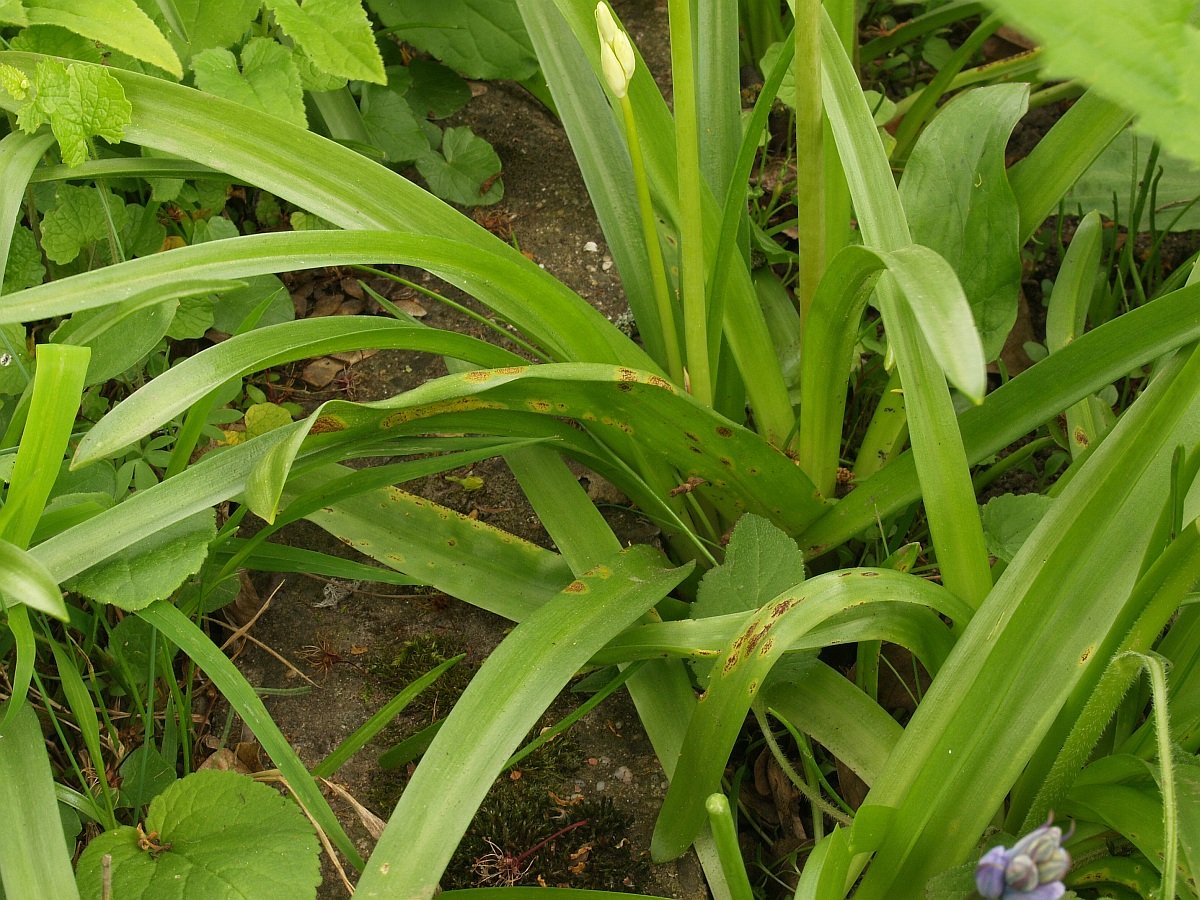 Hyacinthoides massartiana mit Uromyces 17.04.19 Botanischer Garten Krefeld 1.jpg