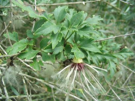 Ich nehme an, das ist das Windende Geißblatt.