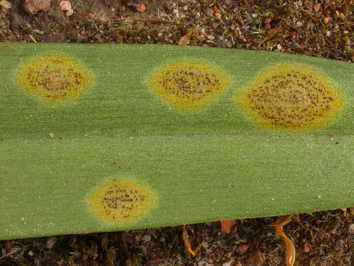 Hyacinthoides massartiana mit Uromyces 17.04.19 Botanischer Garten Krefeld 5.jpg
