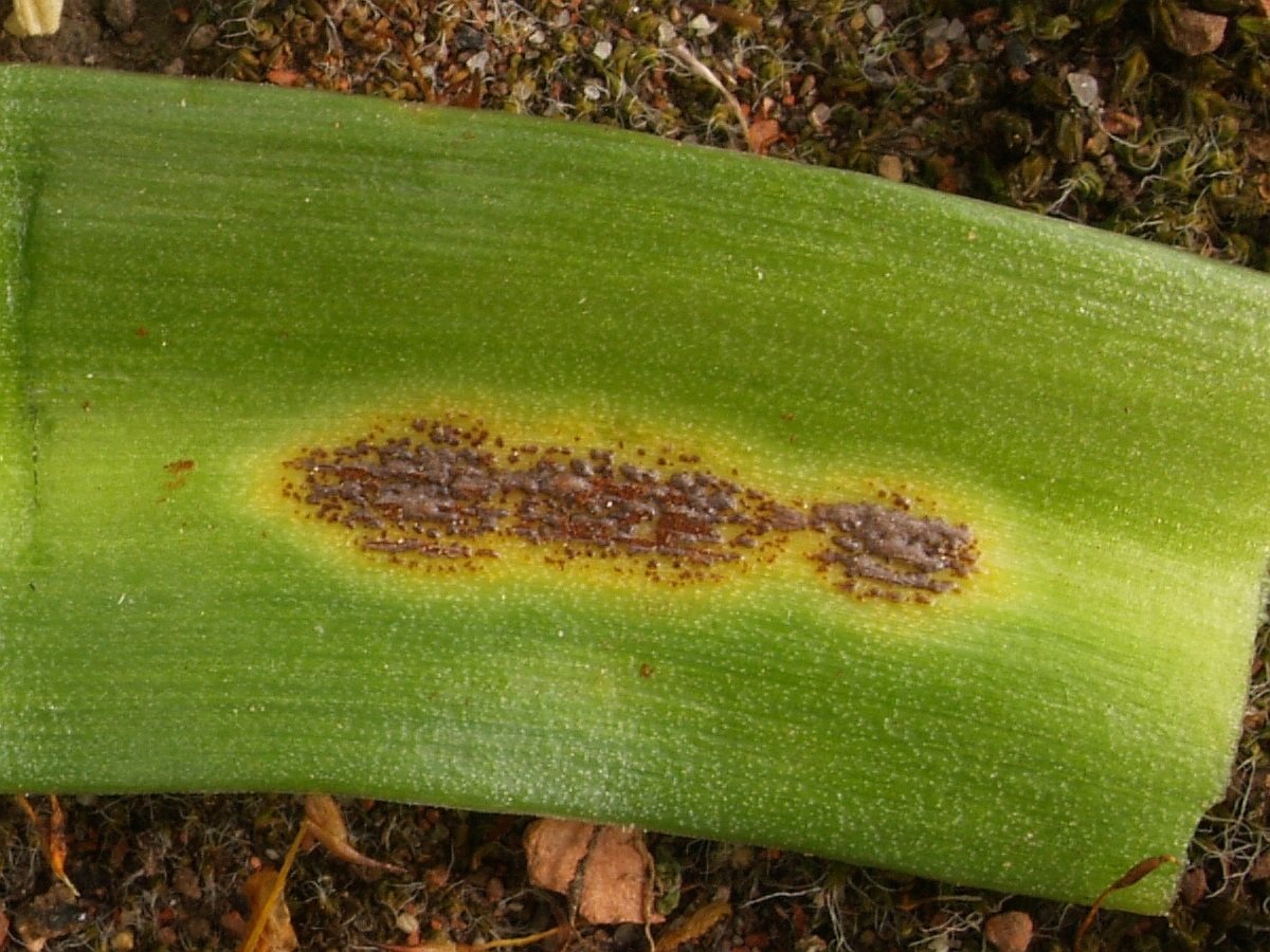 Hyacinthoides massartiana mit Uromyces 17.04.19 Botanischer Garten Krefeld 6.jpg